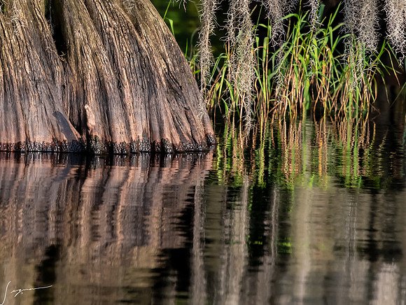 BlueCypressLake20190411_0294