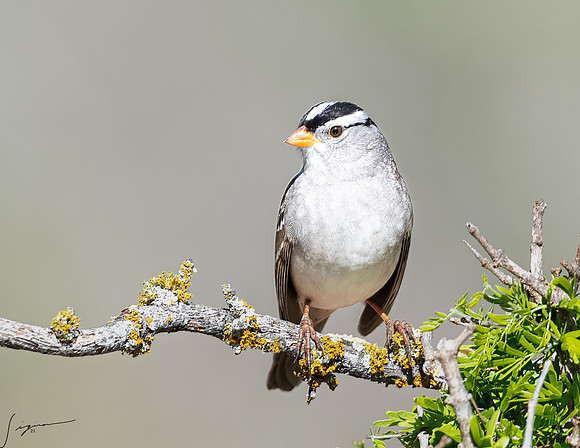 White-crowned Sparrow LaLomitaRanch20210501_0328-Edit