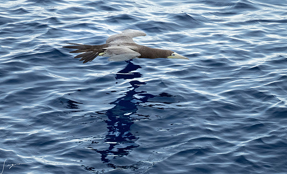 20250108SeaDay_1307