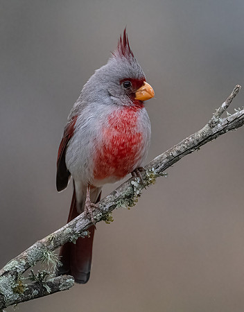 Pyrrhuloxia Male   LagunaSecaD850_20220308 (82)-Edit-2