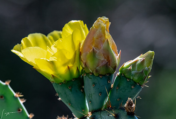 Bunny Ear Cactus LaLomitaRanch20210502_0282-Edit