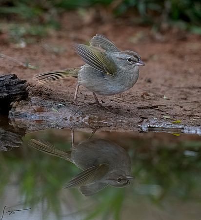 Olive Sparrow LagunaSecaD850_20220308 (147)-Edit
