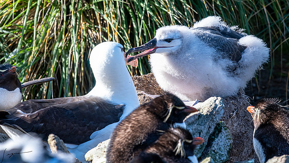 Black-browed Albatross FalklandIslandsWestPointIsland20200316_0078