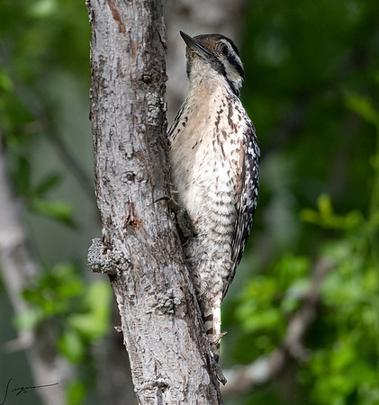 Ladder-backed Woodpecker Female LaLomitaRanch20210501_0430
