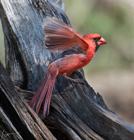 Northern Cardinal Male LaLomitaRanch20210501_0170-Edit