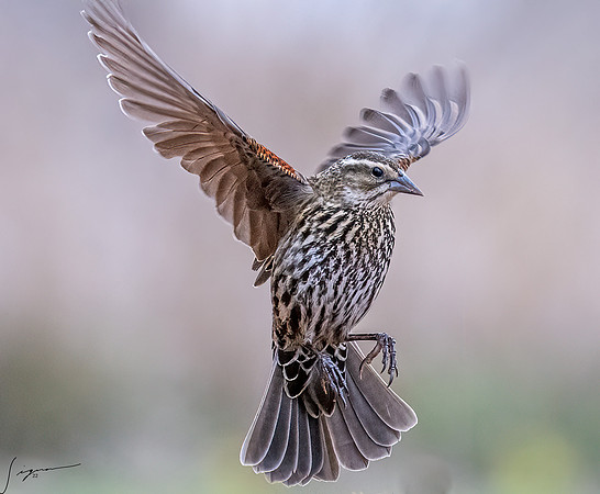 Female Red-winged Blackbird _DSC1928-Edit