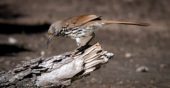 Long-billed Thrasher LaLomitaRanch20210502_0364