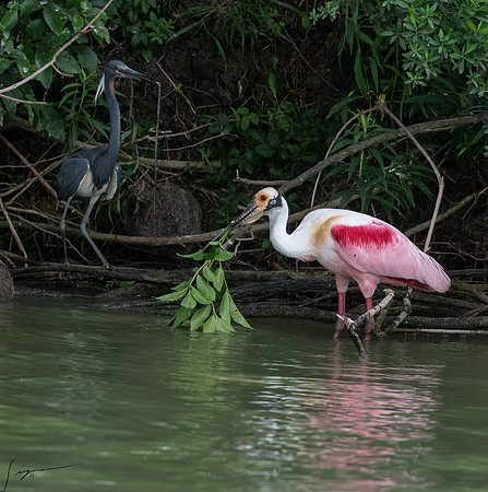 Roseate Spoonbill Galveston TX-County Parks 20210508_0440-Edit