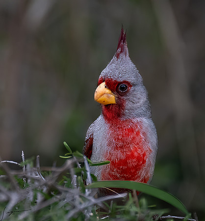 Pyrrhuloxia Male      _DSC7030-Edit