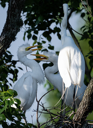 Great Egret and Chicks Galveston TX-County Parks 20210508_01340134