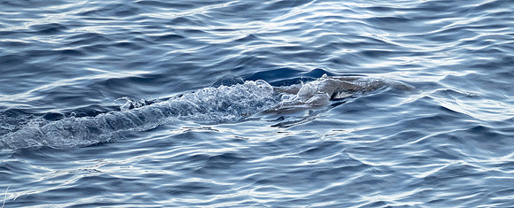 20250108SeaDay_1317