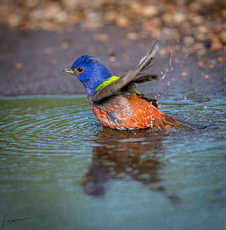 Painted Bunting Male LaLomitaRanch20210501_0880-Edit