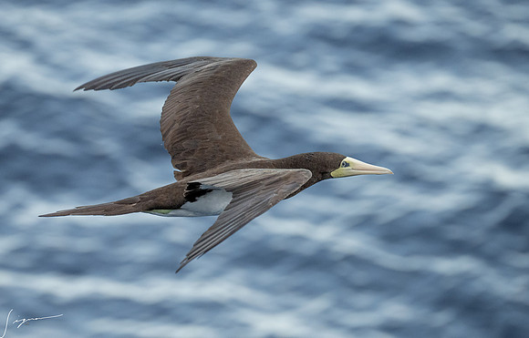 20250108SeaDay_2122