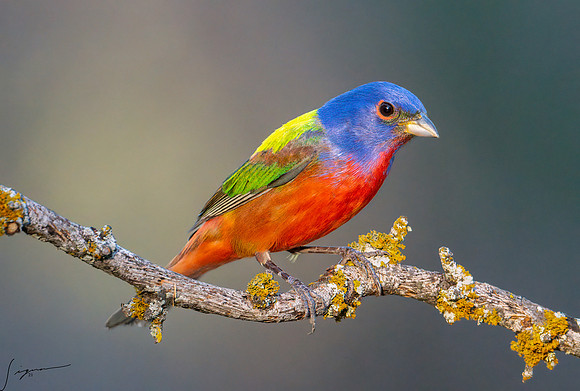 Painted Bunting Male LaLomitaRanch20210502_1034-Edit