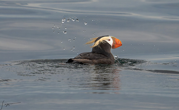 Tufted Puffin Breeding Adult SanJuanIsland WA 20210527_0330