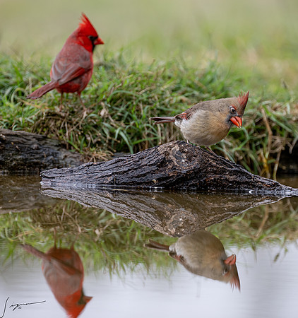 Male and Female Northern Cardinal _DSC9741