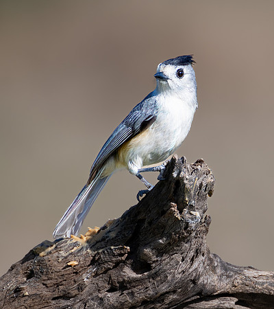 Black-crested Titmouse _DSC7058-Edit