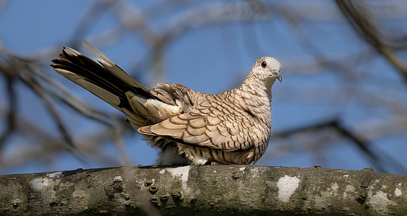 Inca Dove     _DSC6290-Edit