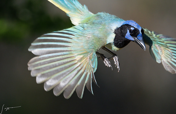 Green Jay LaLomitaRanch20210502_0763-Edit-2