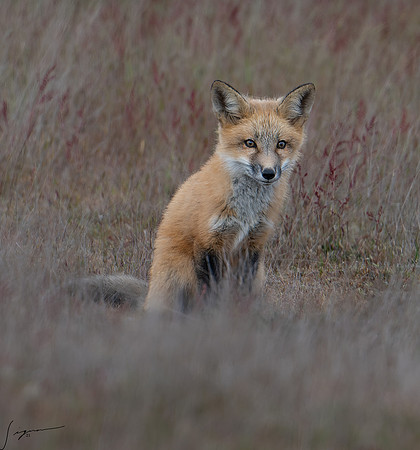 Red Fox Kit SanJuanIsland WA20210527_0037