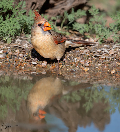 Northern Cardinal Female LaLomitaRanch20210502_0562-Edit