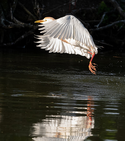 Cattle Egret Galveston TX-County Parks 20210508_01020102