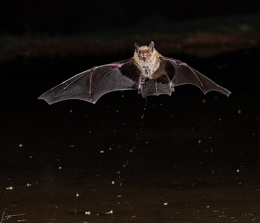 Arizona Brown Bat ElephantHeadPond_20220507_1457-Edit