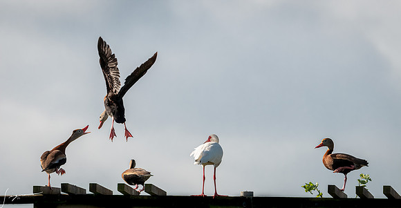 Black-bellied Whistling Duck and White Ibis County Park Galveston TX-County Parks 20210508_0208-Edit