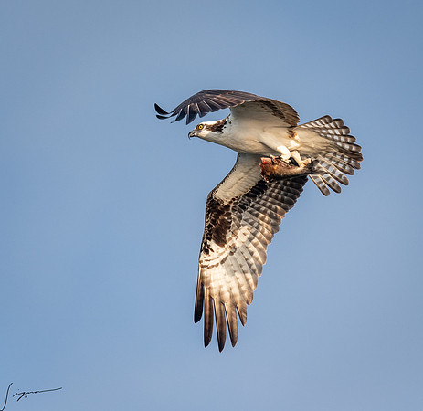 BlueCypressLake20190411_0459
