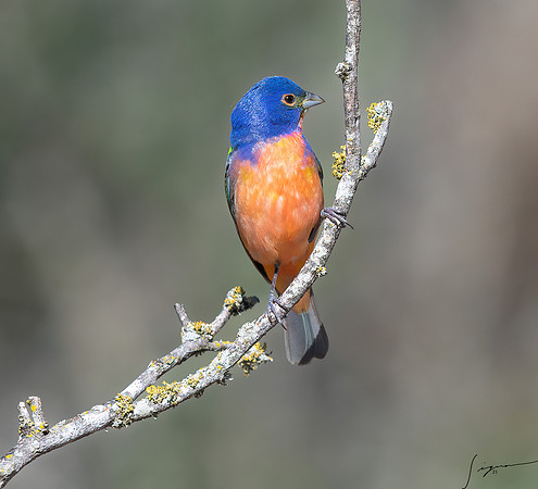 Painted Bunting Male LaLomitaRanch20210502_0036-Edit