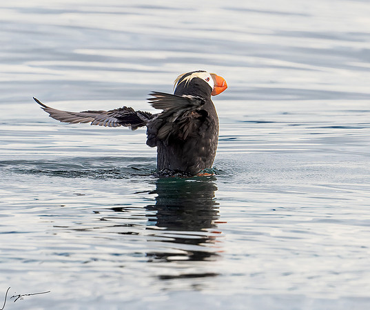 Tufted Puffin Breeding Adult SanJuanIsland WA 20210527_0435
