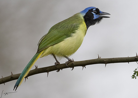 Green Jay         _DSC8362-Edit