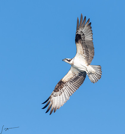 BlueCypressLake20190412_0629