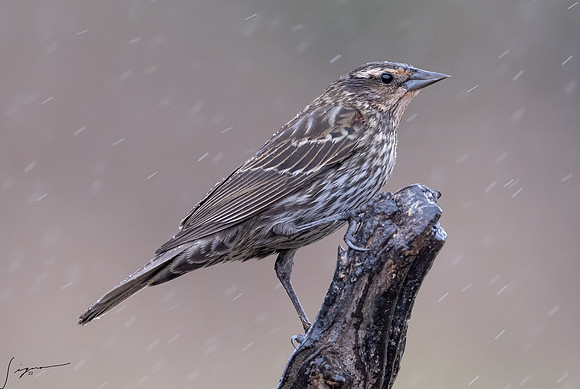 Female Red-winged Blackbird _DSC7821