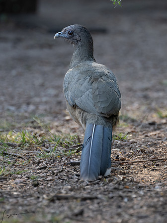 Plain Chachalaca _DSC6349