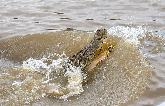 20250122DarwinAustralia_1364-Edit