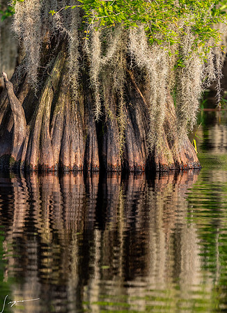 BlueCypressLake20190411_0250