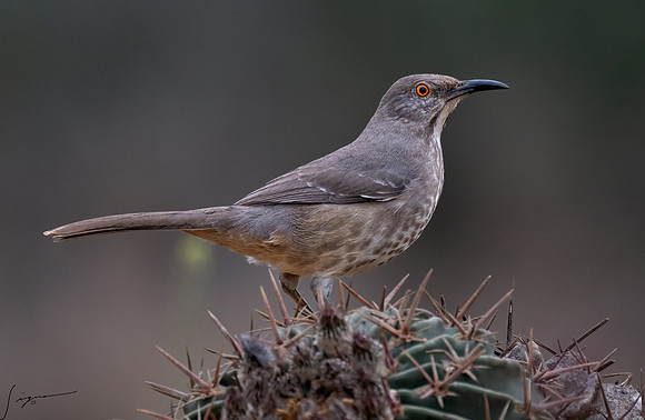Curve-billed Thrasher _DSC6864-Edit