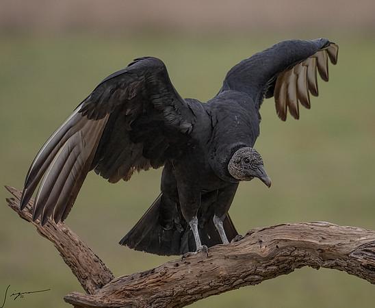 Black vulture Adult     _DSC4147-Edit