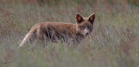 Red Fox SanJuanIslandWA20210528_0036-NEF_DxO_DeepPRIME-Edit