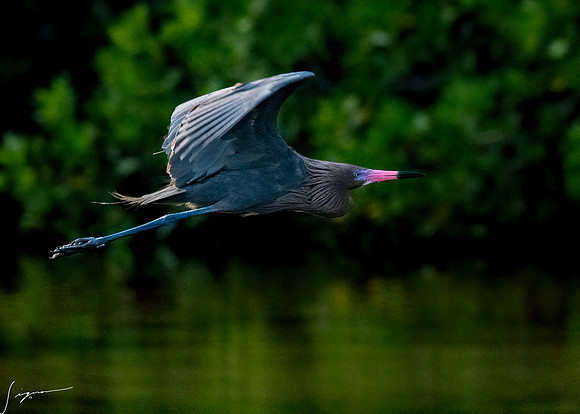 DingDarlingNWR20190402_1419-Edit
