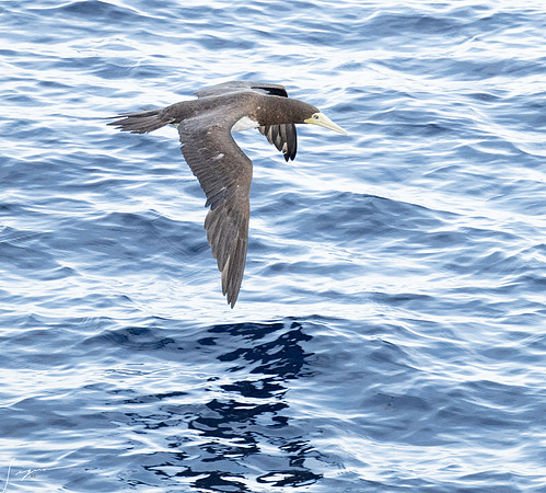 20250108SeaDay_1503