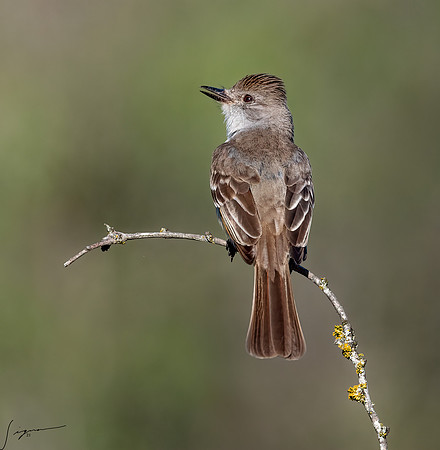Ash-throated Flycatcher LaLomitaRanch20210502_1103-Edit