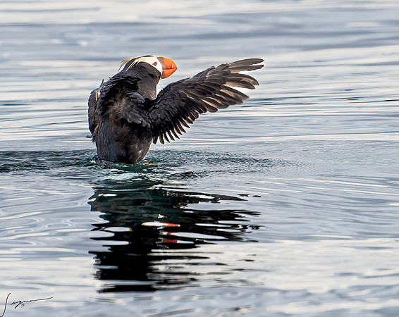 Tufted Puffin Breeding Adult SanJuanIsland WA20210527_0443