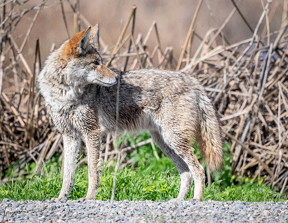 MercedNWR201902 (61)