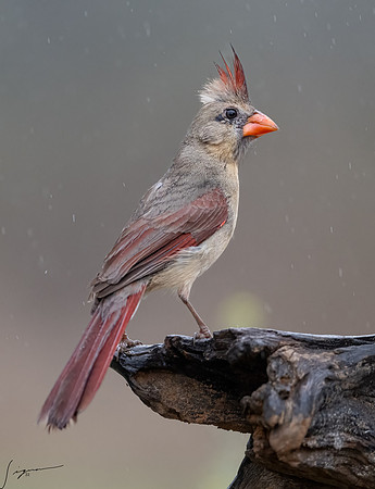 Northern Cardinal Female  _DSC7684-Edit