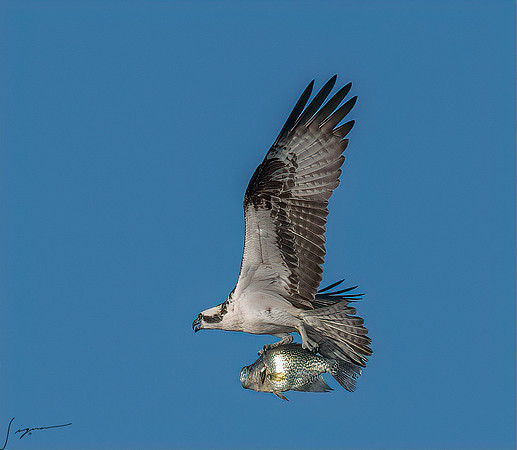 BlueCypressLake20190412_0484-Edit