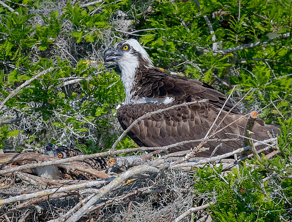 BlueCypressLake20190412_1126