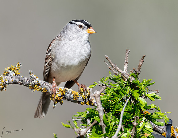 White-crowned Sparrow LaLomitaRanch20210501_0362-Edit