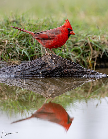 Northern Cardinal Male _DSC9675